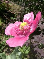 Maki Flower Nature