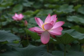 Lotus Water Lilies Nature