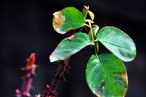 Leaf Plants Nature Plant