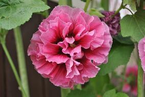 Rose Of Sharon Garden Plants