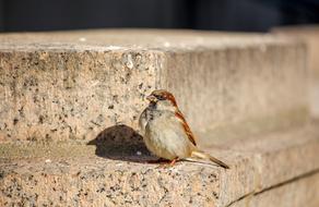 Nature Bird Sparrow