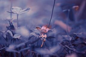 Butterfly Plant Grass