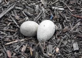 white eggs on the ground