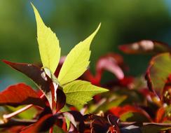 Sheet Nature Outdoor