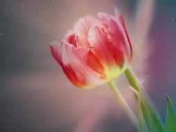 Tulip Blossom Bloom