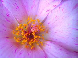 flower bud is beautiful