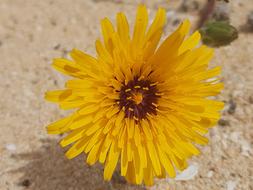 Nature Flower Plant