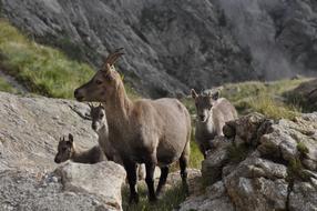Chamois Mountain Nature