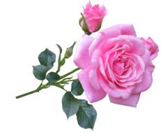 Pink Rose Stem