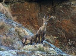 Nature Chamois Mom
