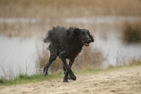 Black dog on the lake