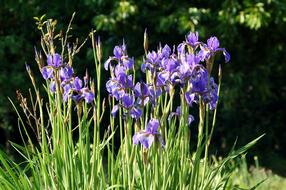Irises Kosaćce Garden