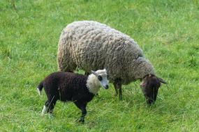 Sheep Black Agriculture