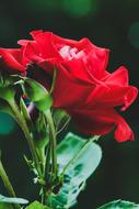 Nature Leaf Flower
