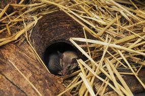Nature Rodent Animal
