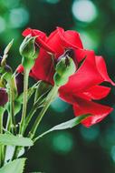 Nature Leaf Flower