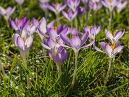 Crocus Violet Purple