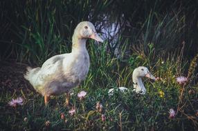 Nature Bird Grass Living