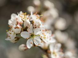 Blackthorn Schlehe Flowers