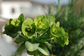the plants are green and beautiful