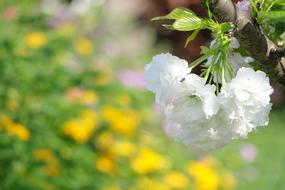 Flower Cherry Blossoms