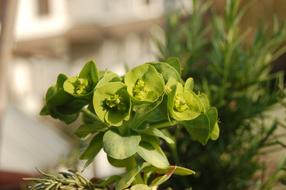 Succulent Plants Fat