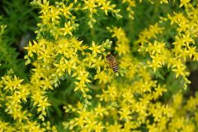 Bee Flower