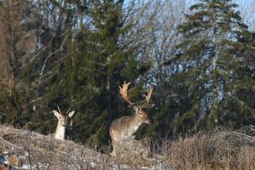 Nature Wood Deer