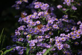 Plants Flowers Michaelmas Daisy