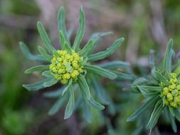 Plant Milk Primrose Green