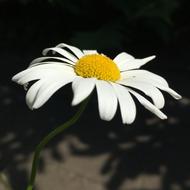 Flower Nature Plant