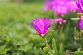 Nature Blossom Bloom