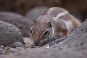 Nature Animal World