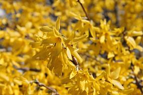 Forsythia Ornamental Shrub Bloom