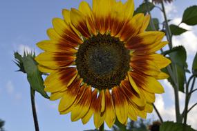Plant Nature Flower