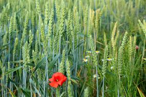 Corn Wheat Wildflowers