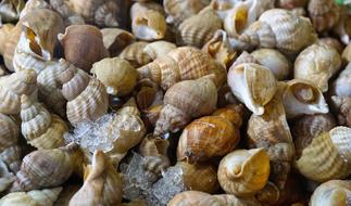 sea empty shells