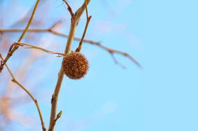 Nature Button Winter