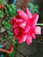 Flower Nature Flora