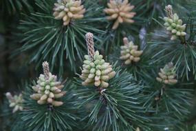 Pine Blossom Bloom