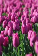 a field of pink beautiful tulips