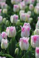 Tulips Tulpenbluete Holland