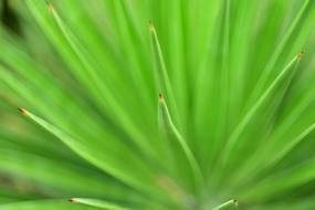 Leaf Plant Close-Up