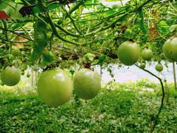 Fresh green fruit on a tree
