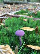 Nature Wood Plant