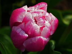 Tulip Blossom Bloom