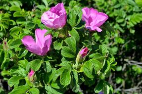 Wild Rose Rosa Rugosa