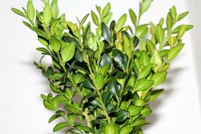 Boxwood Leaf Plant