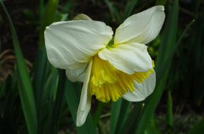 Nature Plant Flower