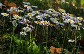 Nature Flower Plant